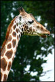 Giraffe 
