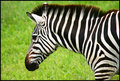 Stripes