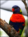 Colorful Bird