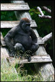 Baby Gorilla