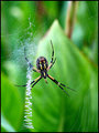 Garden Spider