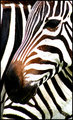 Zebra Pattern