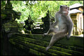 Bali 2008