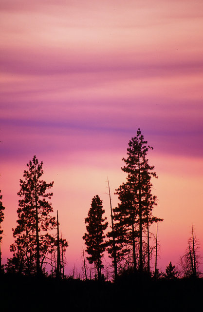 Yosemite Pines at Sunset