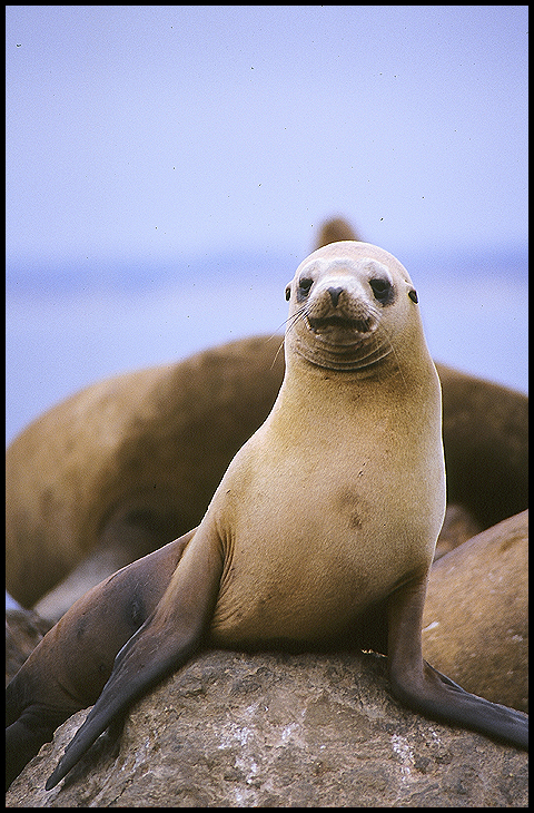 California Sea Lion