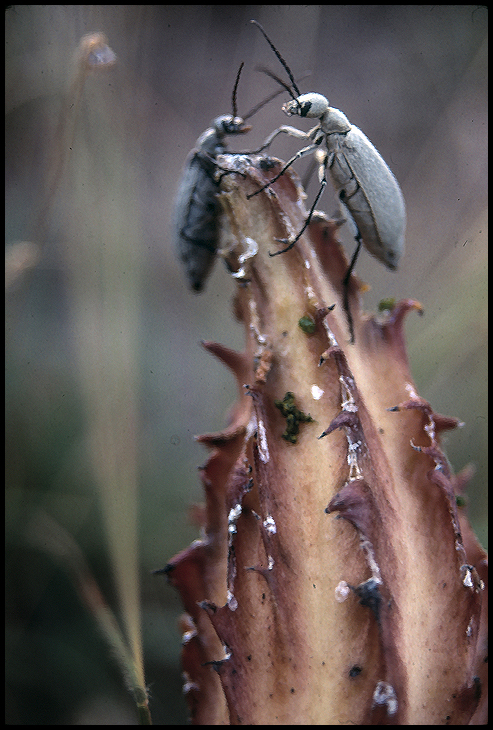 Beetles in Love