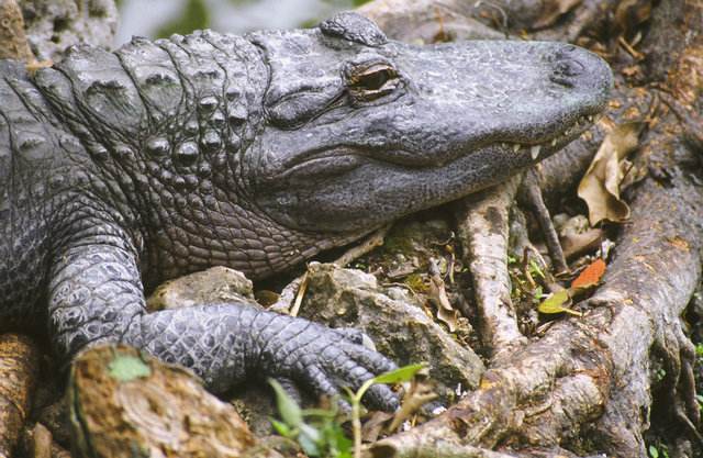 Alligator