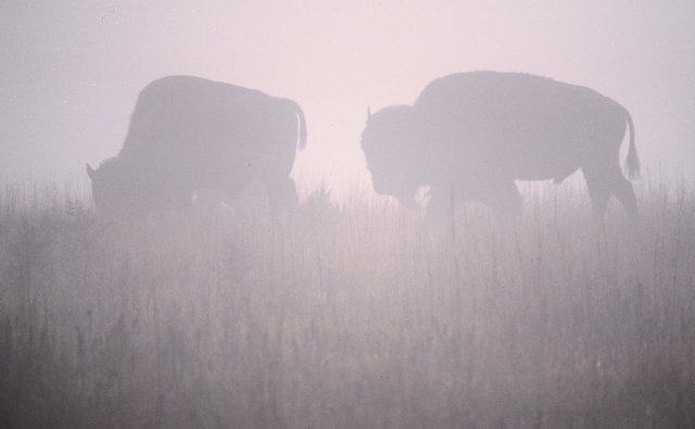 Buffalo in Fog