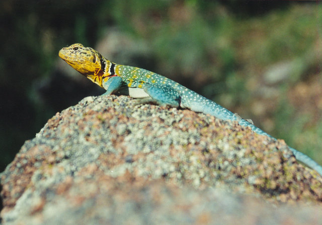 Collared Lizard