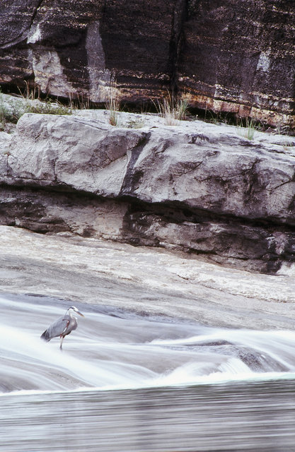 Great Blue Heron