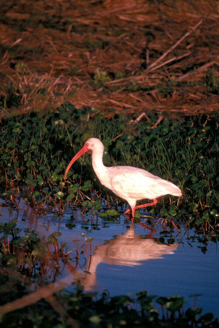 White Ibis