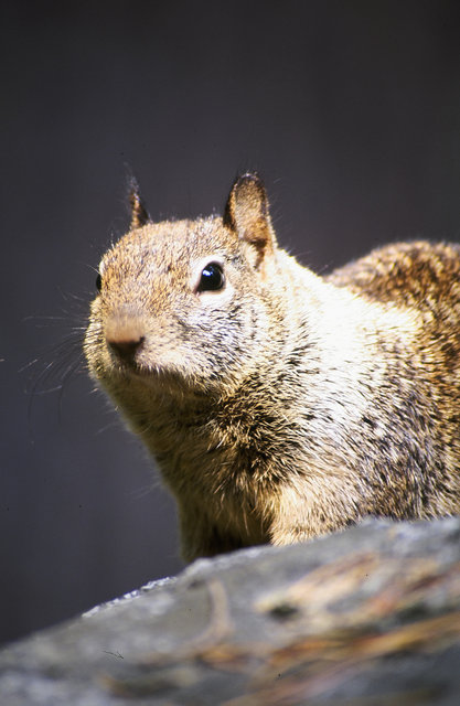 Yosemite Chipmunk