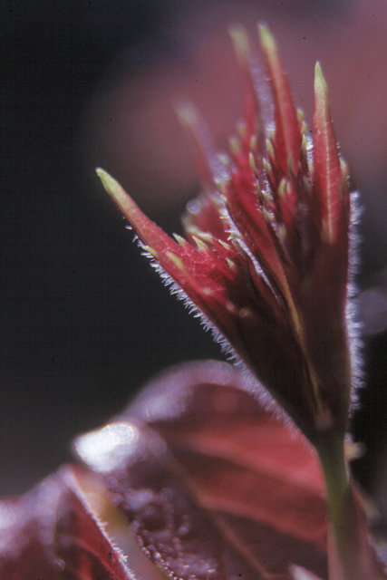 New Leaf