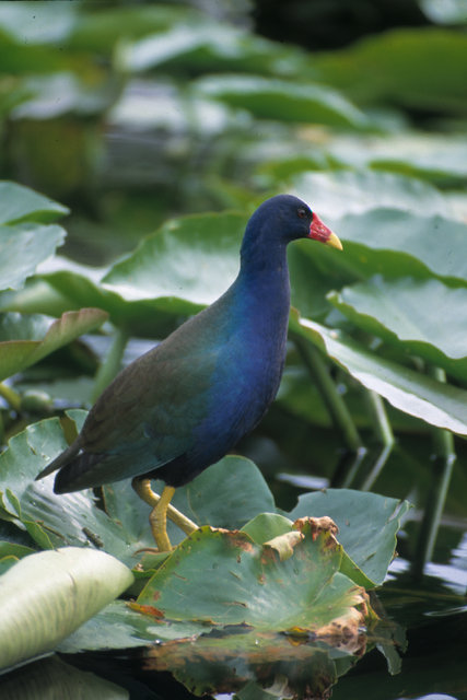 Purple Gallinule