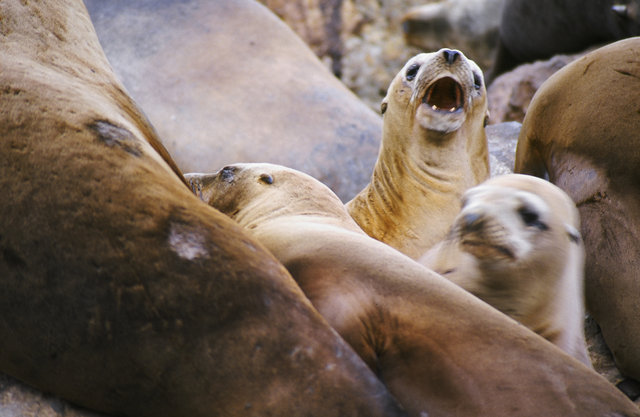 Sea Lion Barking