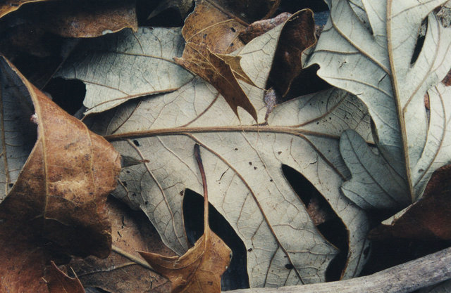 Fallen Leaves