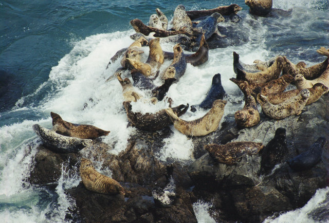 Harbor Seals