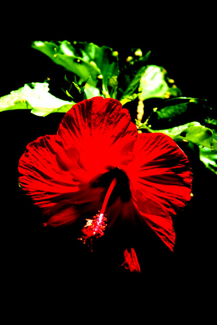 Hibiscus