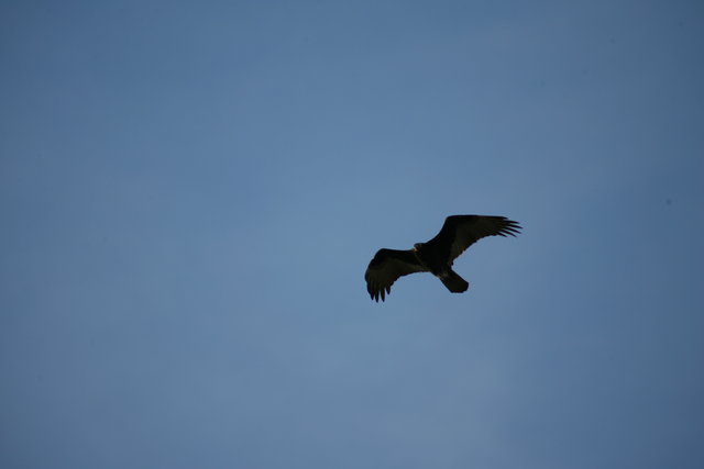 Scavenger in the Sky