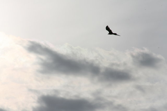 Above It All