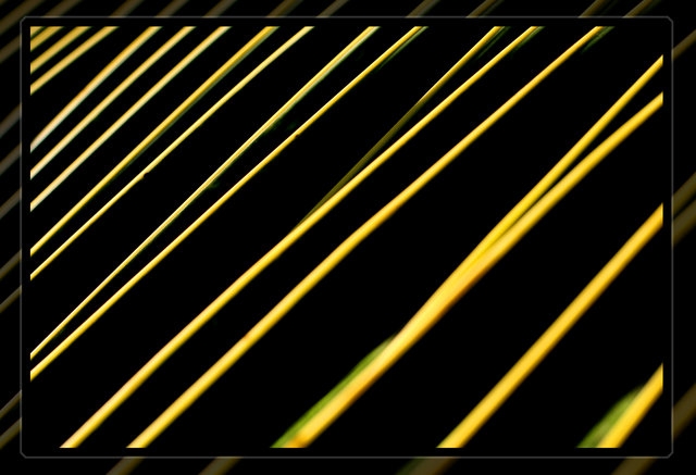 Palm Fronds