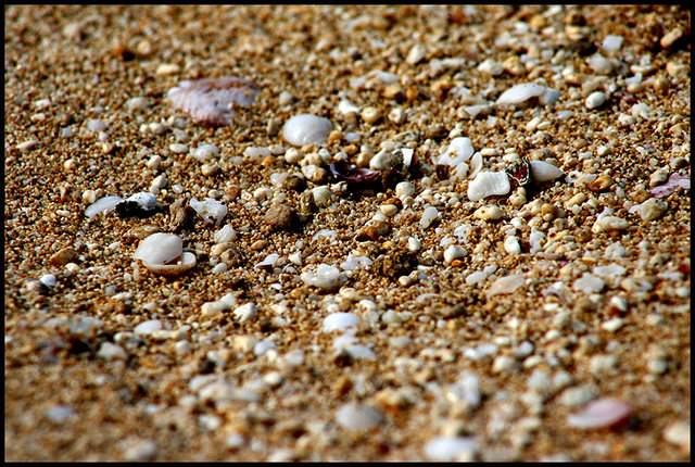 Beach Macro