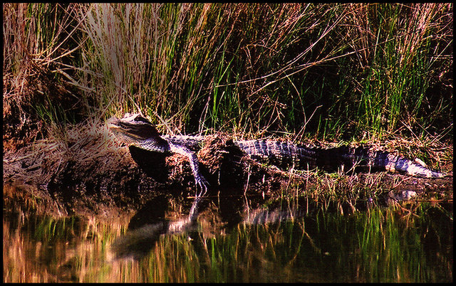 Basking Alligator