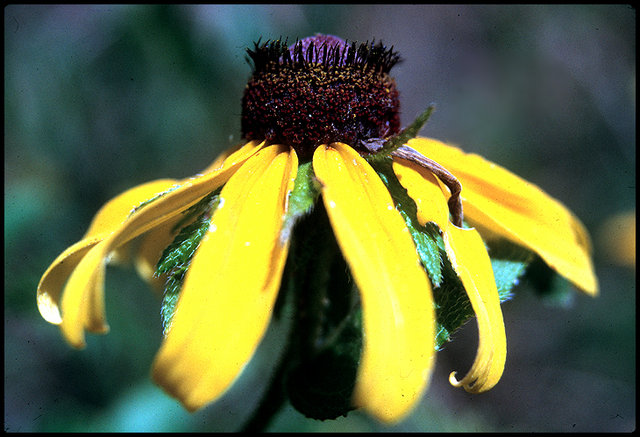 Screaming Yellow