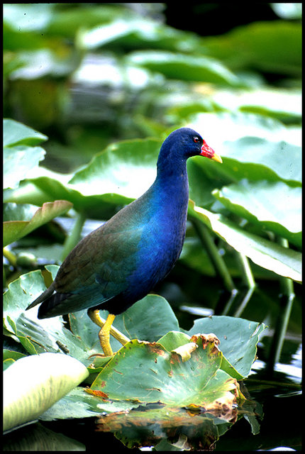 Purple Gallanule