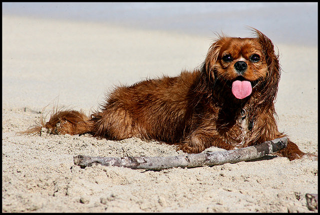 Life's a Beach