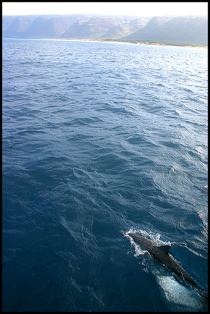 Follow That Dolphin!