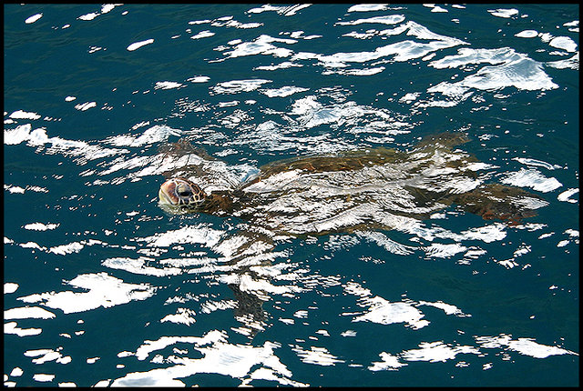 Sea Turtle