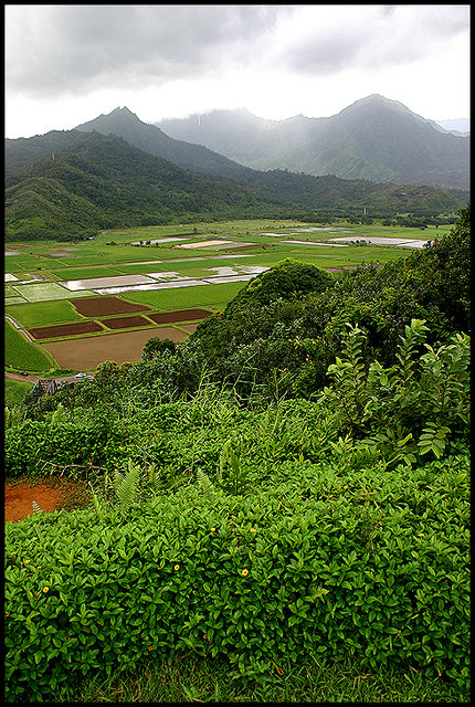Taro Fields of Kauai