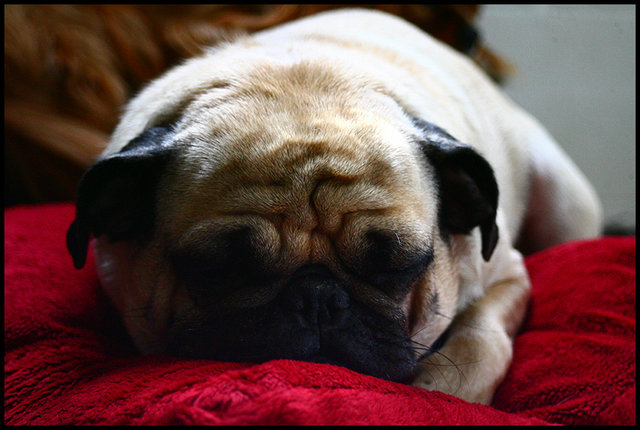 Sleepy Pug