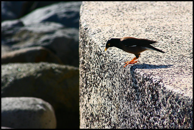 Myna Bird on the Hunt