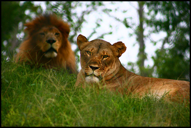 Lions