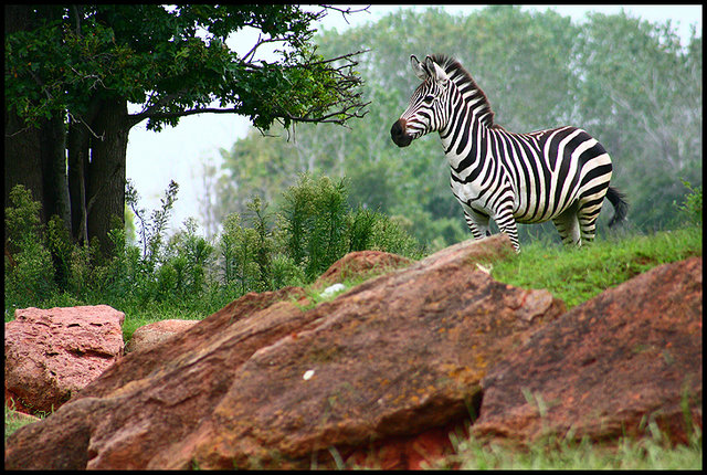 Zebra