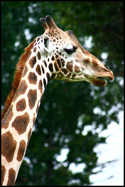 Giraffe 