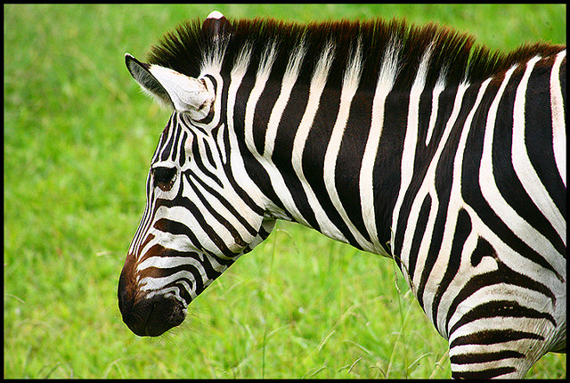 Stripes