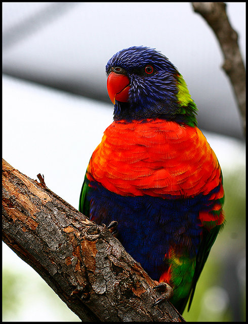 Colorful Bird