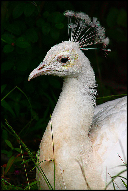 Peacock