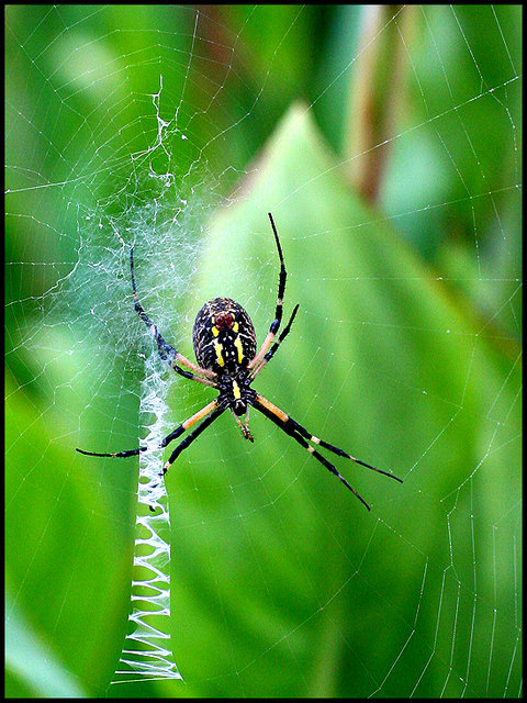 Garden Spider