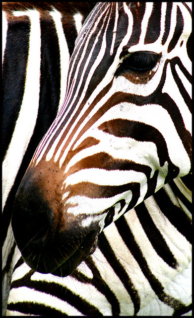 Zebra Pattern
