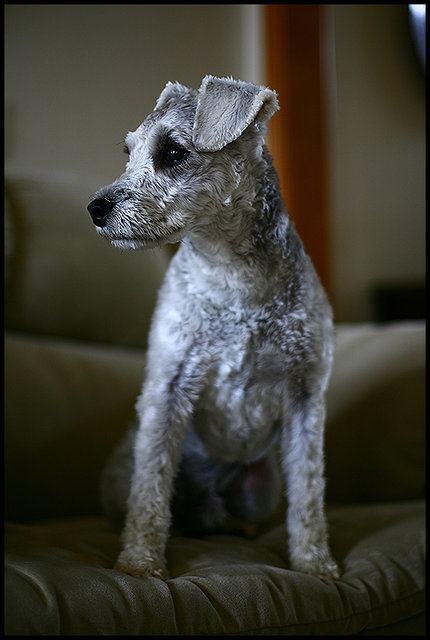 Bosco 