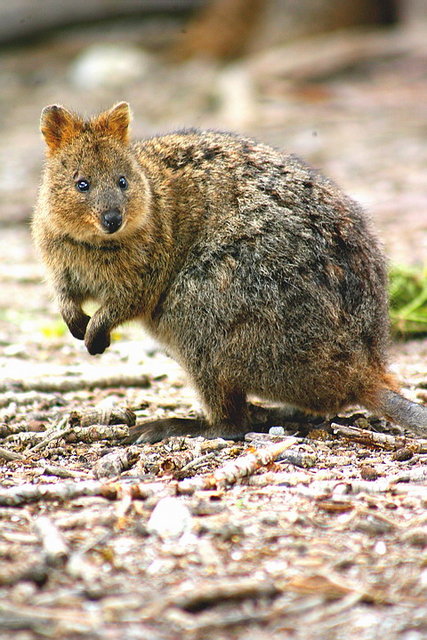 Australia 2007