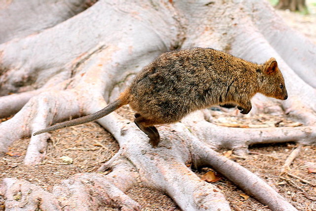 Australia 2007