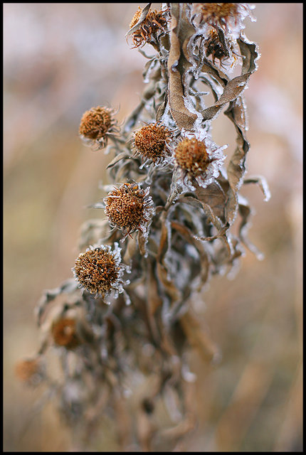 Frosted