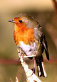 robin.jpg