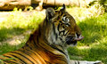 Tiger2.jpg
