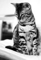 Day 2: Sleepy Cat - bw